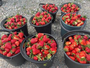 Фрукты и ягоды: Семена и саженцы Клубники, Платная доставка