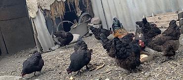 куры несущки: Продаю | Куры, Петух, Цыплята | Несушки, Для разведения — 3