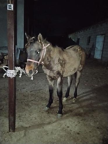 вязка собак: Продаю | Жеребец | Племенные — 1