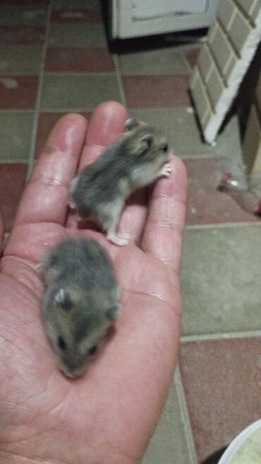 тап аз животные: Balaca, boz rəngli hamsterlər yeni evlərini axtarırlar. Bu şirin və