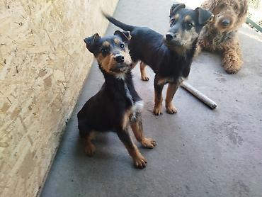 Отдам даром собаку: Щенки среднего типа,метисы,4 месяца, жёсткошёрстные, окрас — 10