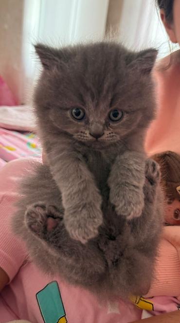 Pişiklər: Britan — 7