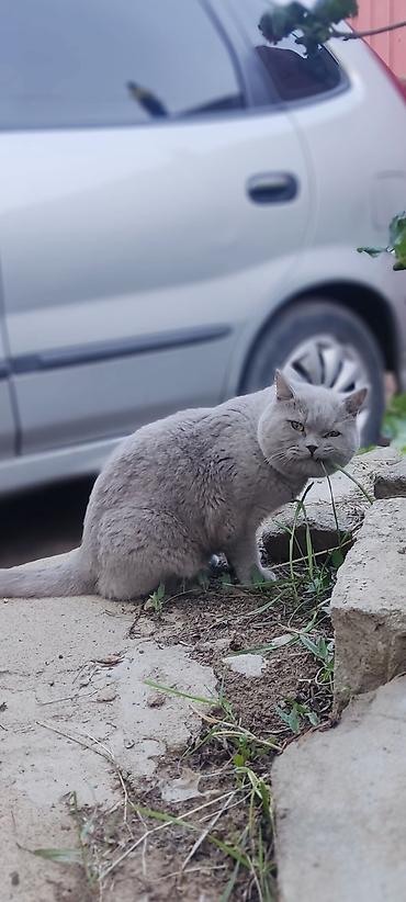 black cat: Вязка. Кот британец породистый с родословной .Чистый. Привитый — 3
