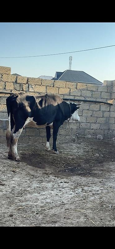 sud veren inek satilir: 3-cü balanı dekabrda doğacaq. 6 ayı tamamdır. Simmentalla ivanofka — 5