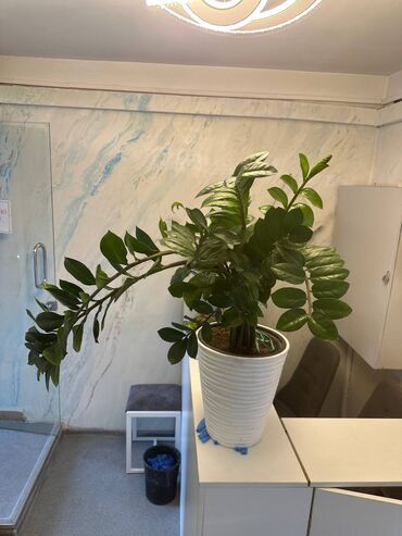 Комнатные растения: Замиокулькас офисное растение очень мощные ростки