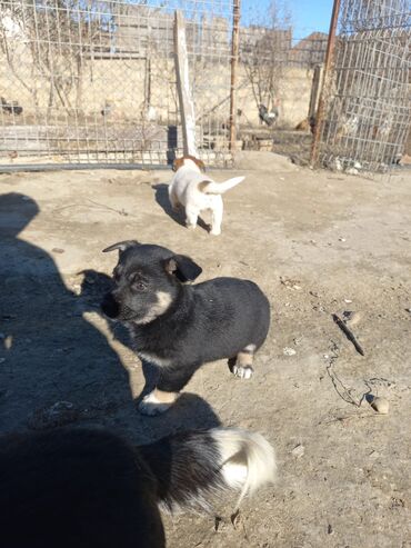 İtlər: Zvanoklar 2 aylıq tam saglam — 5