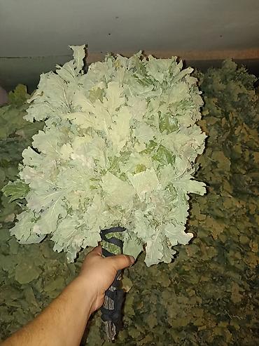 Уборочный инвентарь: Веники для бани из дуба оптом - Плотные дубовые веники, связка на — 2