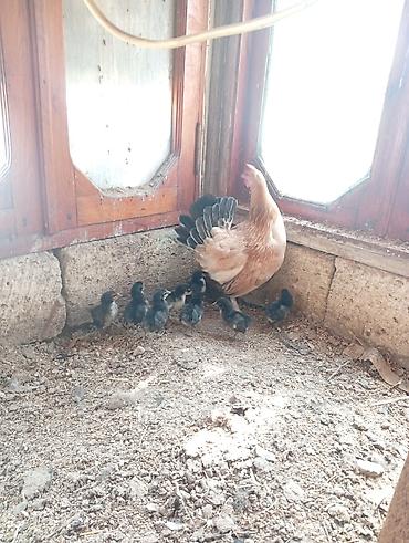 cins xoruz harda banliyar: Toyuq, Yumurtalıq, Ödənişli çatdırılma — 6