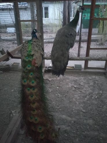 животные птицы: Продаю взрослую индийскую пару павлинов