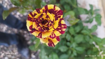 Şitillər: Məhsul: Bağ bitkiləri və meyvə fidanları seçimi - Hibiskus (Rose of — 87