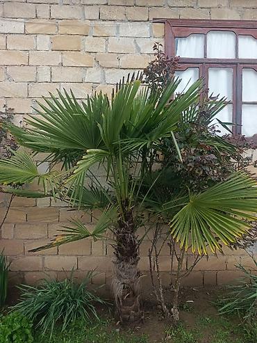 dekarativ agaclar: Xurmayı xatırladan dekorativ palma ağacı – Trachycarpus fortunei (Fan — 3