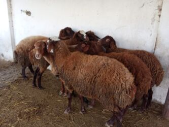 тап аз животные: Elan başlığı: 7 boğaz qoyun satılır Təsvir: - 7 ədəd boğaz (hamilə)