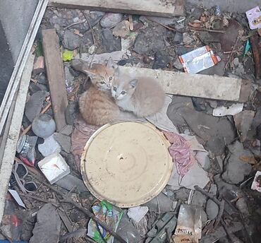 Коты: Ищут любящую семью Котята сидят неделю в подвале, очень красивые