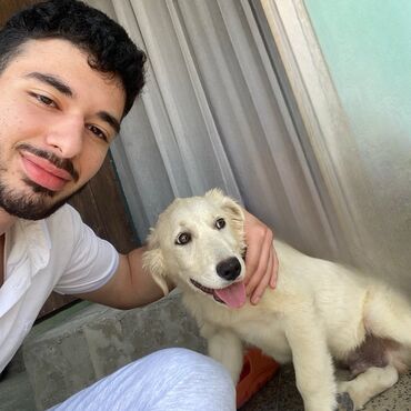 İtlər: Retriever, 3 ay, Erkek, Peyvəndli, Ünvandan götürmə