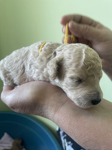 ov itleri: Pudel, 2 ay, Erkek, Sənədli, Ünvandan götürmə, Pulsuz çatdırılma, Ödənişli çatdırılma