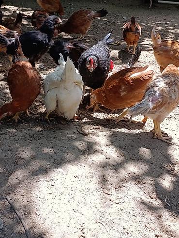 K/t heyvanları və malları: Məhsul: Yerli cins qarışıq cücə və toyuqlar Təsvir: - Şəkillərdə — 6