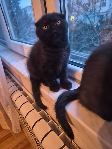 Pişiklər: Şotland yastı qulaq, Erkək, Dişi, Yaxşı əllərə, Ünvandan götürmə, Pulsuz çatdırılma, Ödənişli çatdırılma — 4