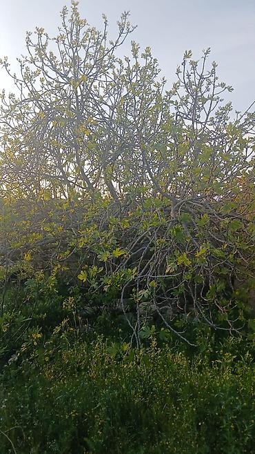 barda: 5 otaqlı, 120 kv. m, Kredit yoxdur, Yeni təmirli — 9