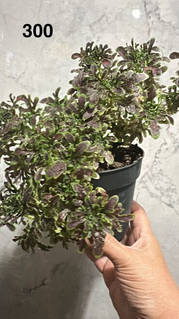 Другие комнатные растения: Комнатные растения — 9