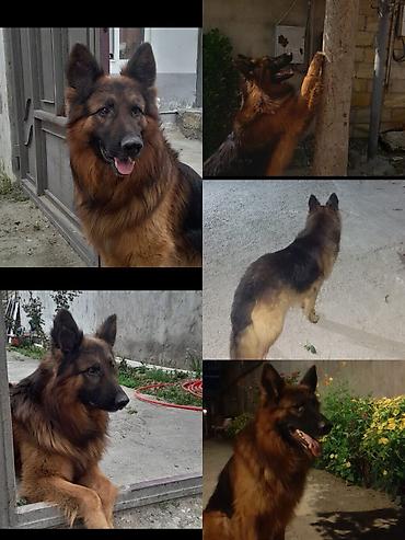 Alman çoban iti, 6 il, Peyvəndli