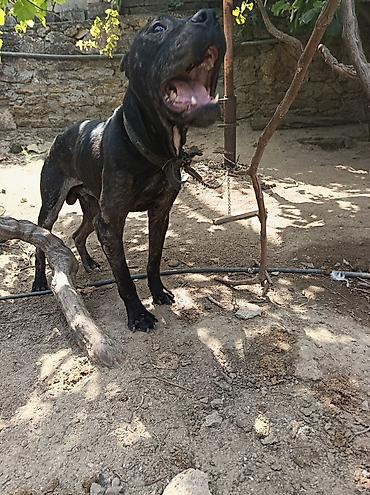 pitbull satılır: Pitbul, 2 ay, Dişi — 3