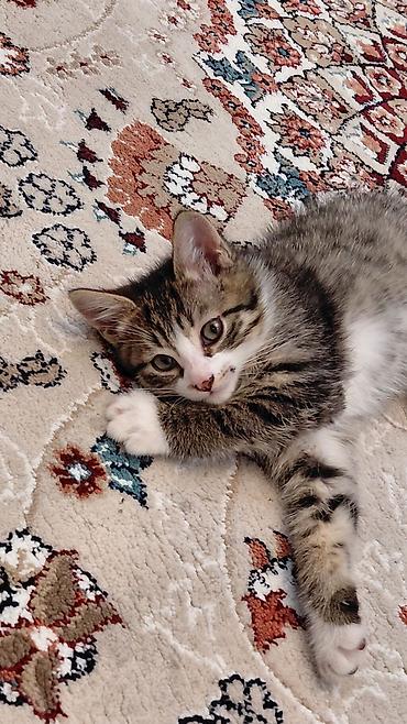 Pişiklər: Erkək, Ünvandan götürmə — 1