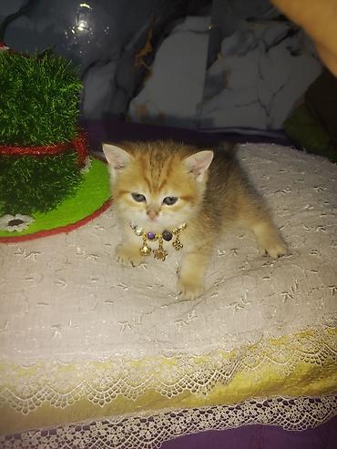 Pişiklər: Britan — 1