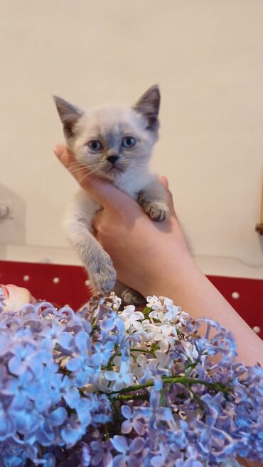 японская порода кошек: Осталось две кошечки британской породыдва месяцак лотку приучены