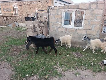 keci sagma aparati: Damazliq keciler satilir qara erkek 250m boz ana 200m bala ekiz cutu — 4