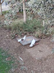 Göyərçinlər: Göyərçinlər satılır biri 10 manatdan. Birindən başqa-ayağı bol papışdı — 11