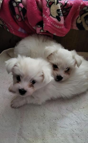 Psi: Na prodaju musko stene maltezera,ostenjen 23.11.2025,bela svilenkasta — 7