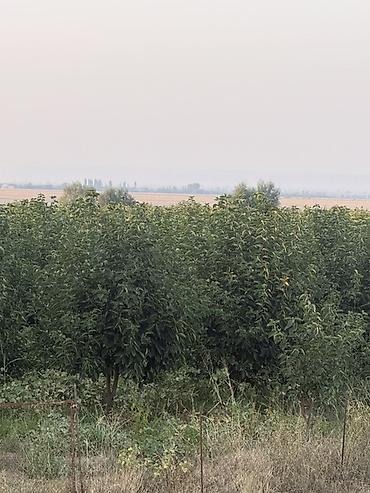 bakixanov ev satisi: 2500 sot, Kənd təsərrüfatı, Mülkiyyətçi, Kupça (Çıxarış) — 1
