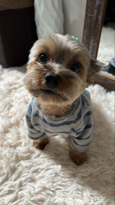 İtlər: Yorkşir teryer, 10 ay, Erkek, Peyvəndli, Ödənişli çatdırılma — 8