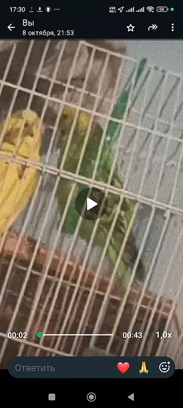 papuqaylar: 2 yumurtaya hazır popuqay, yuva su qabı 2 dən qabı yumurta qutusu — 5