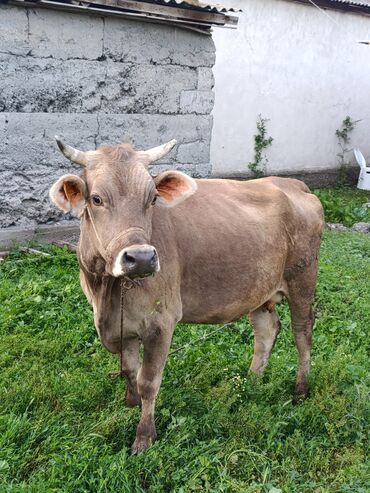 Коровы, быки: Продаю | Корова (самка) | Швицкая | Для молока | Стельные