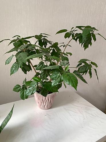 Китайская роза (Гибискус): Папоротник 650 сом китайская Роза гербера. Шефлера 150.сансевьера — 8