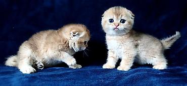 Продажа кошек: Скотиш Фолд (Шотландская вислоухая), 2 месяца, Девочка, Золотая шиншилла — 12