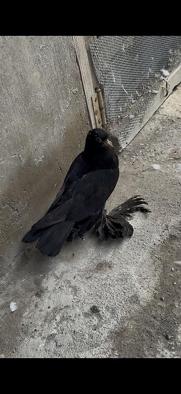 at satisi qiymetleri: Iri lelekli cut balalar satilir ciddi alicilar yazsin — 4
