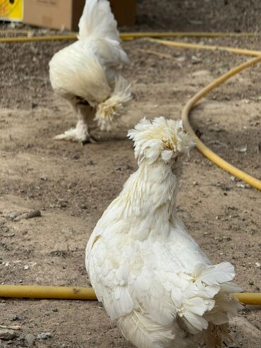 минеральная смесь для волнистых попугаев: Продам пару султанок