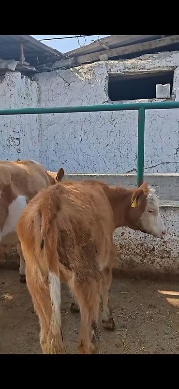 rəngli daslar: Məhsul: Dana/buzağılar Təsvir: - Şəkillərdə bir neçə ətlik — 3