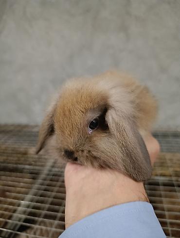 mini lop: Satılır: dekorativ quzuqulağı (lop-eared) miniatür dovşan balaları - — 6