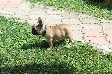 Psi: Francuski Buldog štenci Odgajivačnica UŠTICA ima u ponudi štence rase na lalafo.rs — 5 Psi: Francuski Buldog štenci Odgajivačnica UŠTICA ima u ponudi štence rase — 5