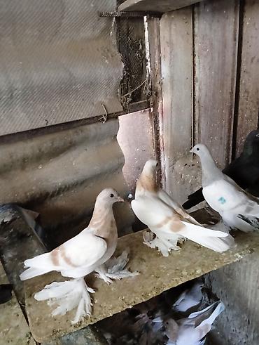 Птицы: Продаю молодых голубей 1 шт стоит пятьсот сом окончательно родители — 22