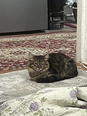 cat sofa: Кошка даром: Беспородная, 6 месяцев, Девочка, Приучена к лотку — 2