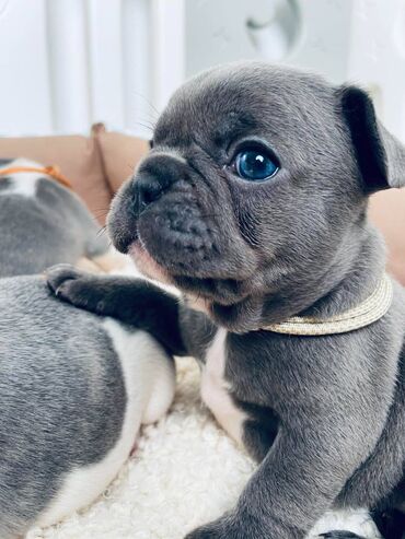 Dogs: – Na prodaju plavi i merle egzoticni francuski buldozi – Stenci u novi