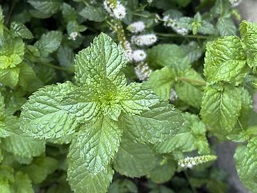 корни хрена купить: 🌿 Табигый,таза мята сатылат! Үйдүн короосунда өстүрүлгөн,парникте — 2