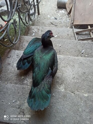 Другие с/х животные: Утята Индоутки Тяжёлая Линия. Индоутята. Фендибоберных Солидных — 2