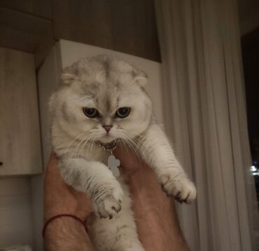 шотландская вислоухая длинношерстная кошка: Скотиш Фолд (Шотландиялык шалпаң кулак), 2 жаш, Эркек, Күмүш өңдүү шиншилла, Лотокко барууга үйрөтүлгөн, Курттардан тазаланган