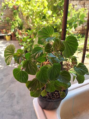 xoruz otu bitkisi: Böyük qapalı bitki və sükulent dəsti - Begonia maculata (benekli — 2