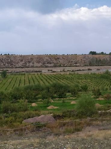 Продажа сельхоз предприятий: Питомник растений, 300 соток, Действующий, Без оборудования, Холодная вода — 1